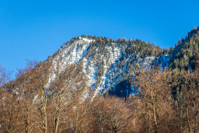 Low angle view of trees against clear blue sky