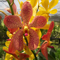 Close-up of yellow flowers