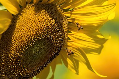 Close-up of bee pollinating on yellow flower