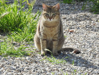 Portrait of cat sitting on field