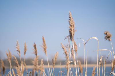 Close-up of plants against clear blue sky