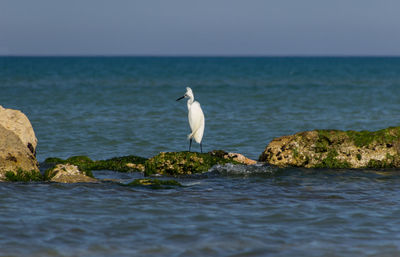 Sea bird on rock by sea against sky