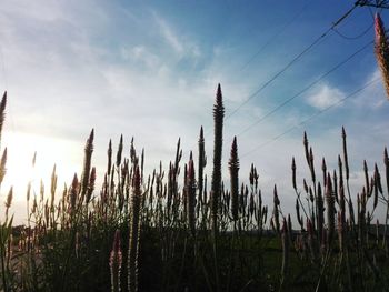 Close-up of plants against sky