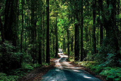 Road amidst trees in forest