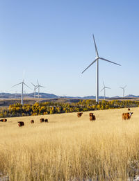 Wind turbines in a field with blue sky