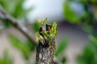 Close-up of insect