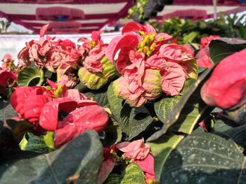 Close-up of red roses blooming outdoors