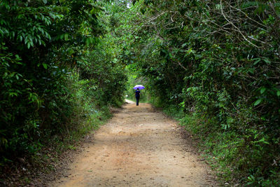 Rear view of person walking on road amidst trees