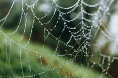 Close-up of wet spider web