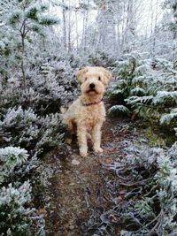 Portrait of dog on snow covered land