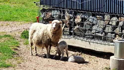 Sheep standing in a field