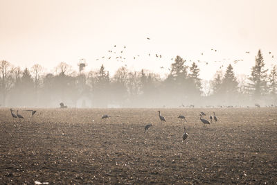 Birds flying over land