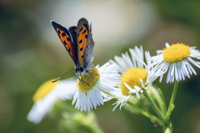 Close-up of butterfly pollinating on flower