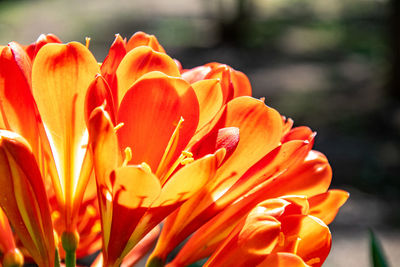 Close-up of orange flowering plant