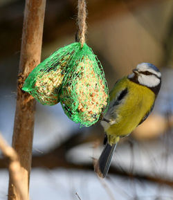 Close-up of birds perching on a bird feeder