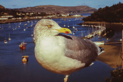 Detail of a great black-backed gull with sailboats in the background at the conway bay, in wales.