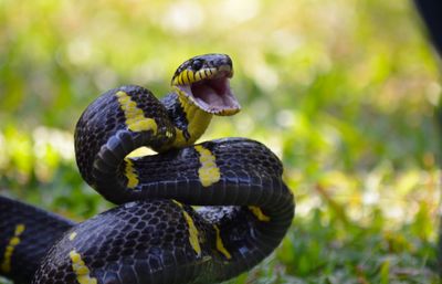 Close-up of alert snake with mouth open on field