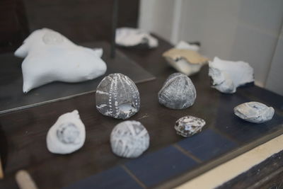 Close-up of shells on table