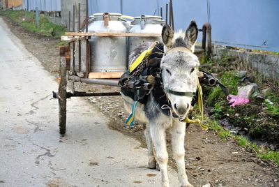 Donkey cart on street