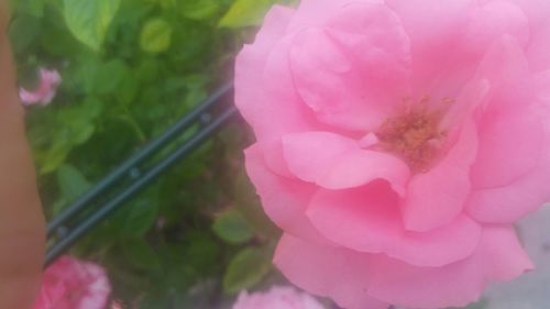 Close-up of pink flowers