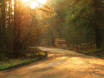 Dirt road amidst trees in forest