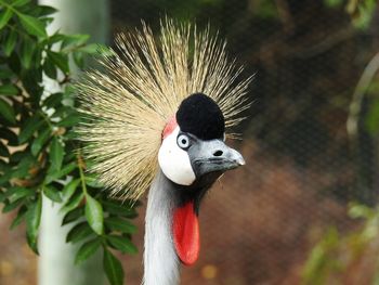 Close-up of a grey crowned crane
