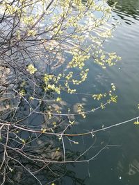 High angle view of flowering plants by lake