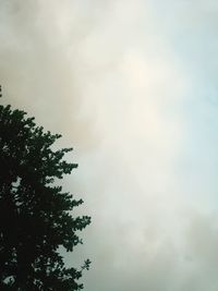 Low angle view of tree against sky