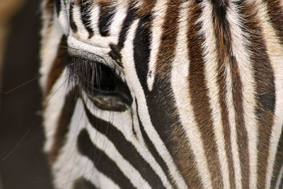 Close-up of a zebra