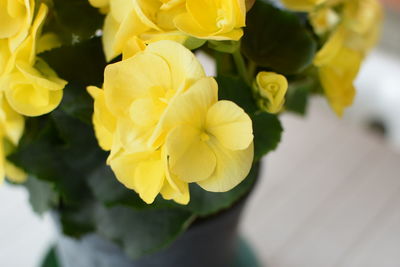 Close-up of yellow flower