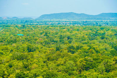 Scenic view of forest against sky