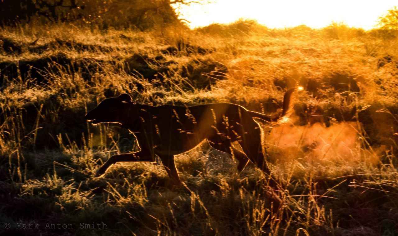 VIEW OF HORSES GRAZING IN FIELD