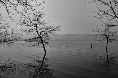 Bare trees on calm lake