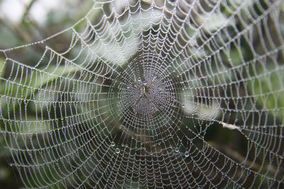 Close-up of spider on wet web
