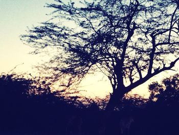 Silhouette of trees against sky at sunset