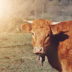Cow standing in a field