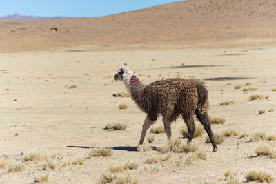 Llama walking in desert