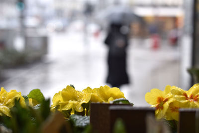 Close-up of yellow flowering plant for sale at market stall