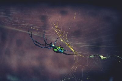 Close-up of spider on web