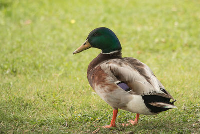Close-up of mallard duck on field