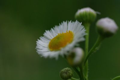 Close-up of white flowers