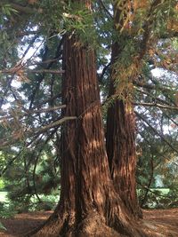 Low angle view of tree trunks in forest