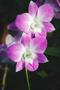 Close-up of pink flower blooming outdoors
