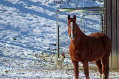 Horse standing on snow field