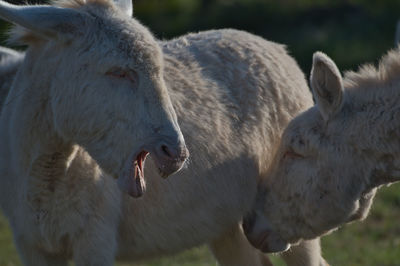 Close-up of sheep on field