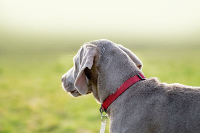 Close-up of a dog looking away