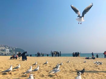 Seagulls flying over beach against sky