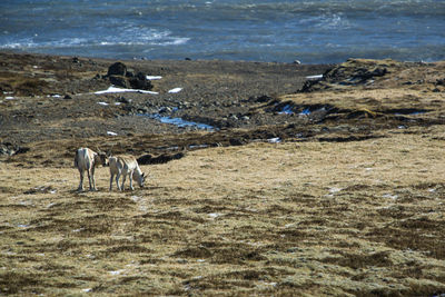 Reindeer at a lake in iceland