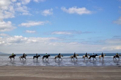 Group of horses on beach