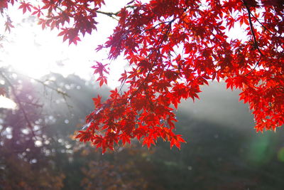 Close-up of red maple leaves on tree